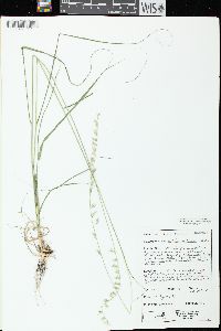 Bouteloua curtipendula var. curtipendula image