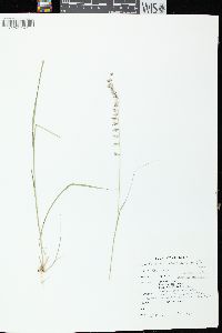 Bouteloua curtipendula var. curtipendula image