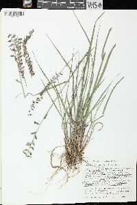 Bouteloua curtipendula var. curtipendula image