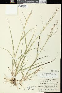 Bouteloua curtipendula var. curtipendula image