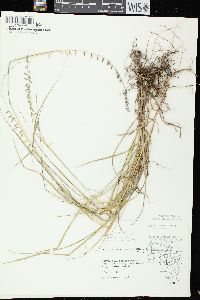 Bouteloua curtipendula var. curtipendula image