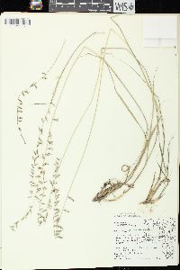 Bouteloua curtipendula var. curtipendula image