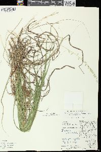 Bouteloua curtipendula var. curtipendula image