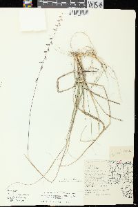 Bouteloua curtipendula var. curtipendula image