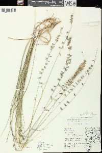 Bouteloua curtipendula var. curtipendula image