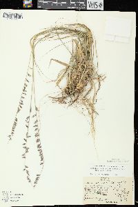 Bouteloua curtipendula var. curtipendula image