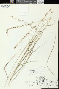 Bouteloua curtipendula var. curtipendula image