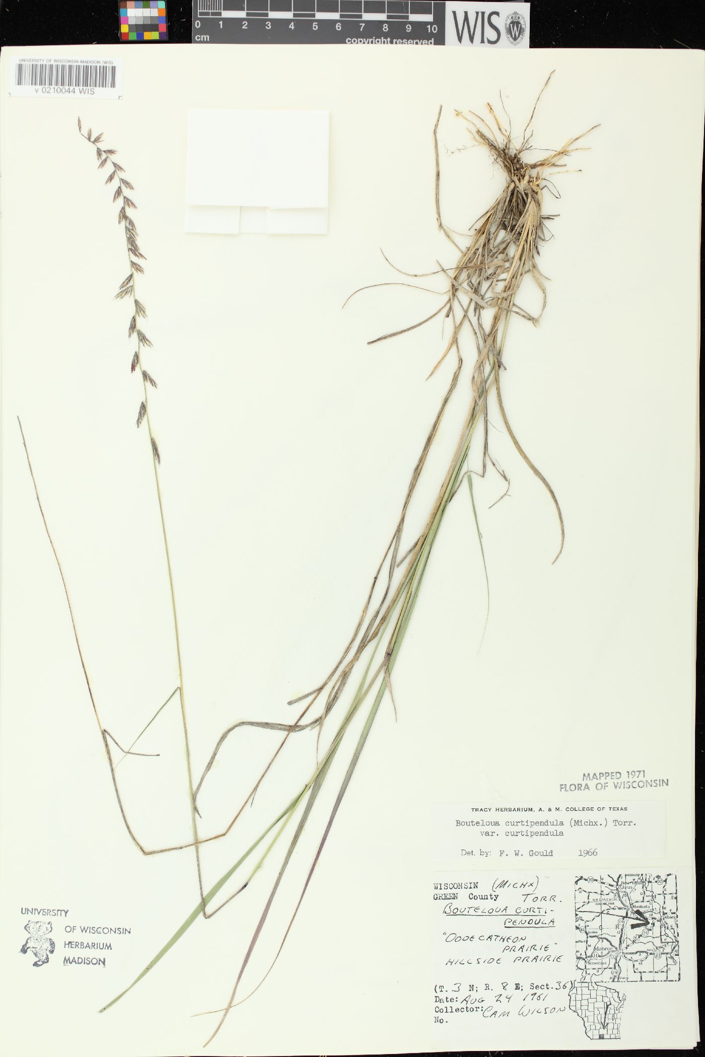 Bouteloua curtipendula var. curtipendula image