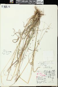 Bouteloua curtipendula var. curtipendula image