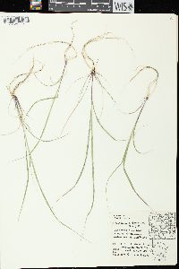 Bouteloua curtipendula var. curtipendula image