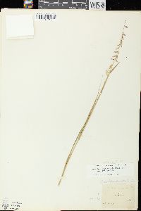 Bouteloua curtipendula var. curtipendula image