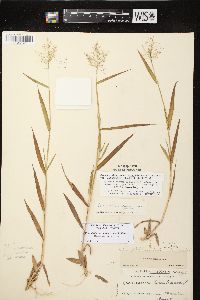 Dichanthelium acuminatum subsp. lindheimeri image