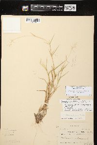 Dichanthelium acuminatum subsp. lindheimeri image