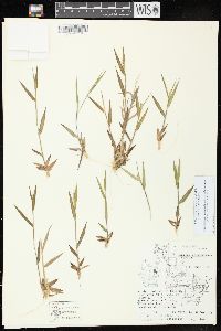 Dichanthelium acuminatum subsp. columbianum image