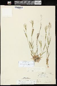 Dichanthelium acuminatum subsp. columbianum image