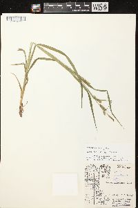 Carex scabrata image