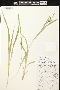 Carex scabrata image