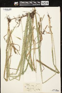 Carex scabrata image