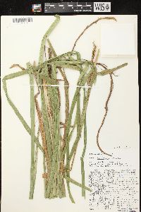 Carex scabrata image