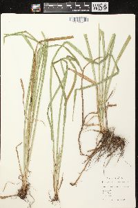 Carex scabrata image