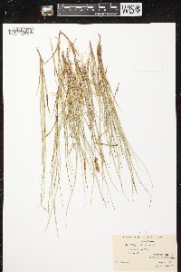 Carex siccata image