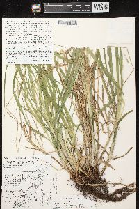 Carex sparganioides image