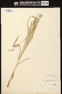 Carex sparganioides image