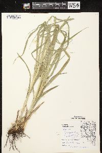 Carex sparganioides image