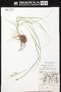 Carex sprengelii image