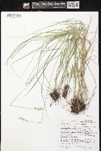 Carex tenera image