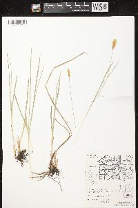 Carex tetanica image