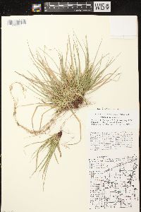 Carex tonsa var. tonsa image