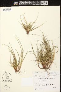 Carex tonsa var. tonsa image