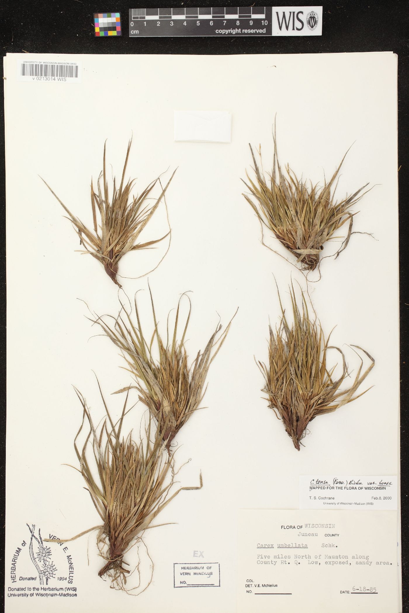 Carex tonsa image