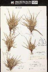 Carex tonsa image