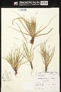 Carex tonsa var. tonsa image