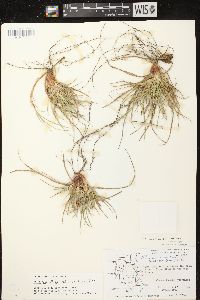 Carex tonsa var. tonsa image