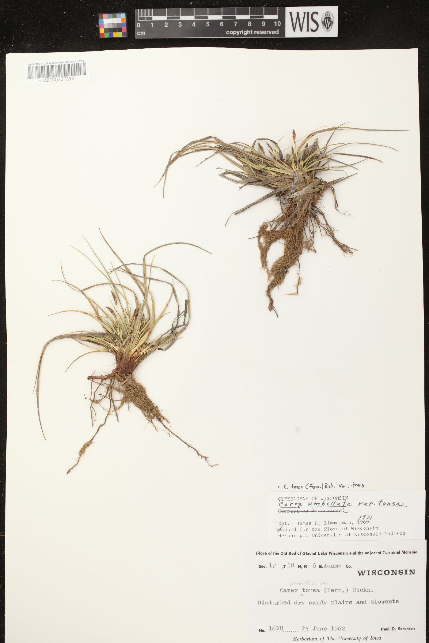 Carex tonsa var. tonsa image