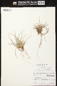 Carex tonsa image