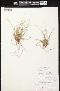 Carex tonsa var. tonsa image