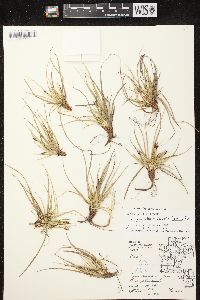 Carex tonsa var. tonsa image