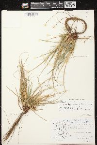 Carex tonsa image