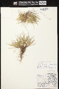 Carex tonsa image