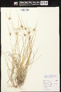 Carex viridula image