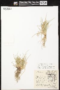 Carex viridula subsp. viridula image