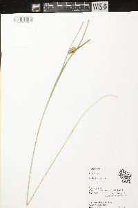 Carex vesicaria image