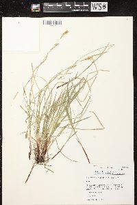 Carex woodii image