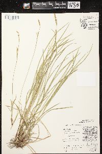 Carex woodii image