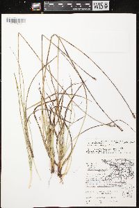 Carex muehlenbergii var. muehlenbergii image