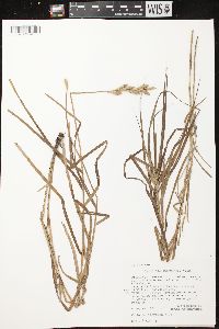 Carex muskingumensis image